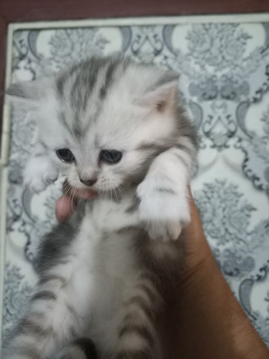 Продам котят шотландцев