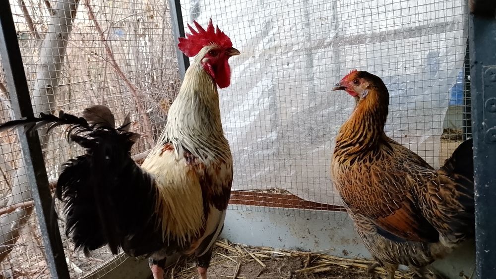 Tovuqlar xuruzlar bor