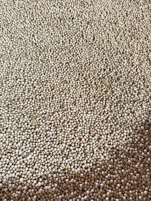 Mazare furajera 2025 cantitate mare