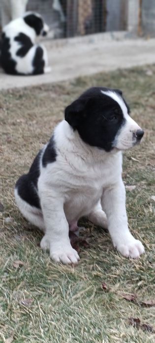 Продам щенков Алабая .