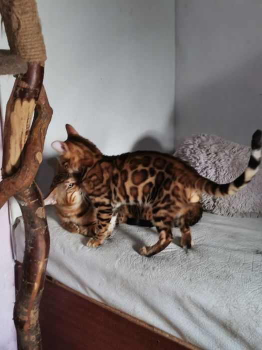 Бенгальский кот для врезки