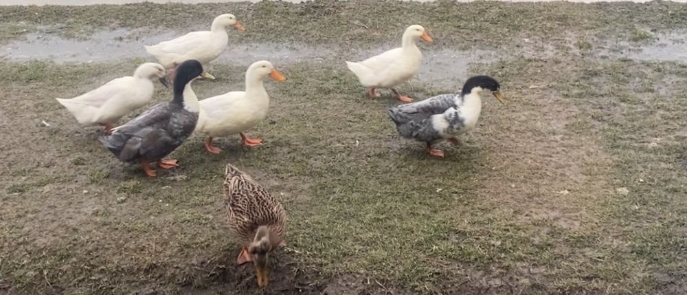 Oua fertile de rata romaneasca