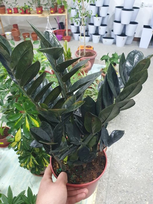 Zamiyakulkas qora замия чёрный