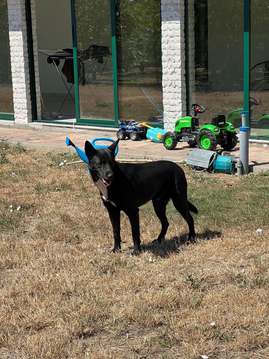 Câini donez o femelă și un mascul sterilizați