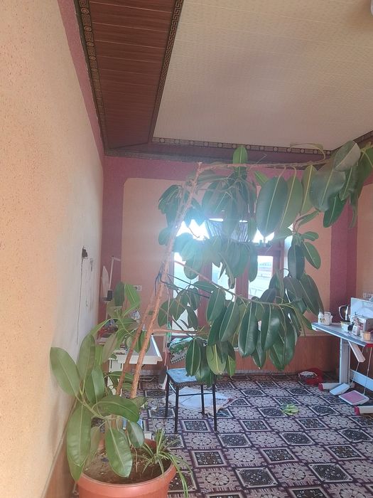 Gul katta bugan yaxshi