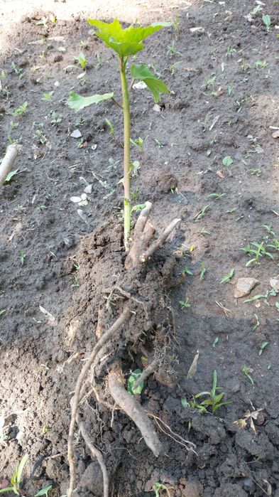 Продам гибискус травянистый