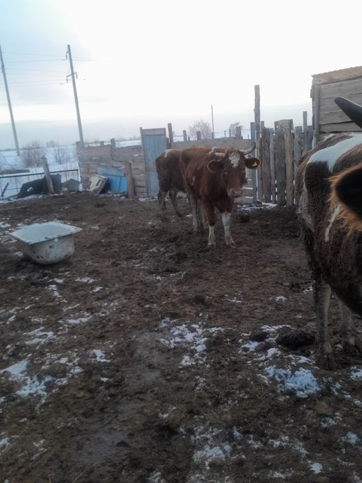 Продам дойных коров