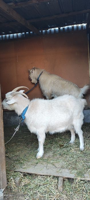 Пародисты Козёл и Каза