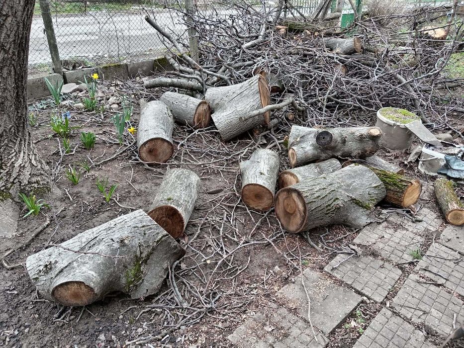 Продавам Орехови Трупи  (Суров материал)