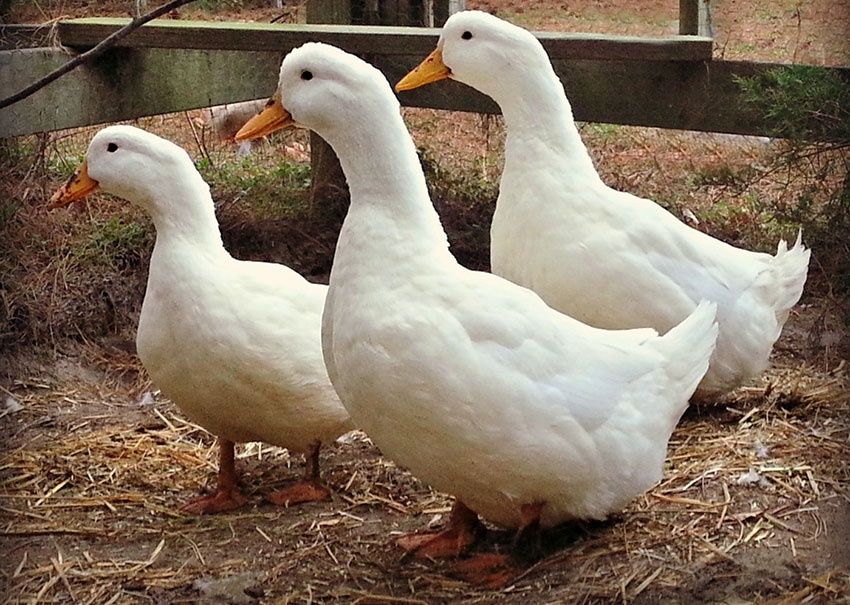 Утки пекинские мясо