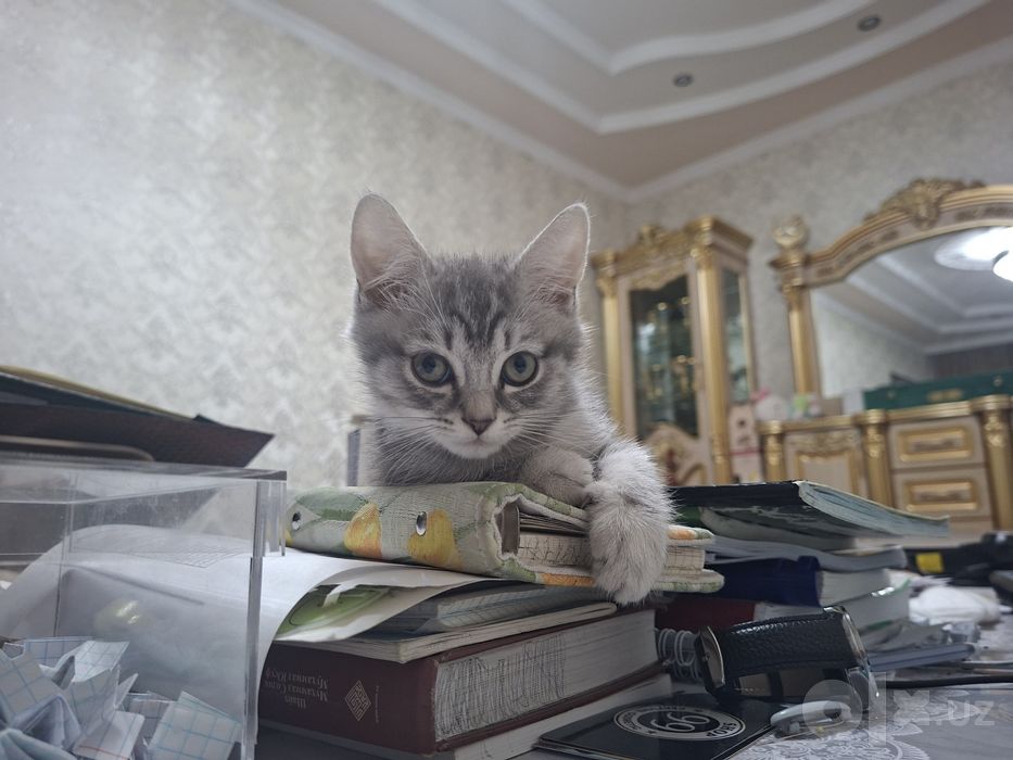 Скоттиш-страйт соглом ва уйинкарок