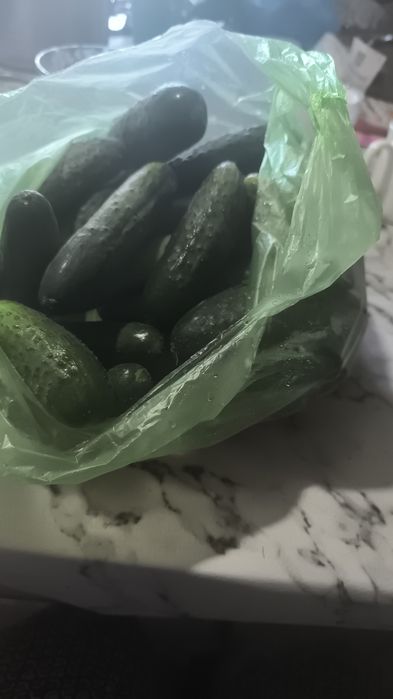 Продам огурцы. Самовывоз. Домашние