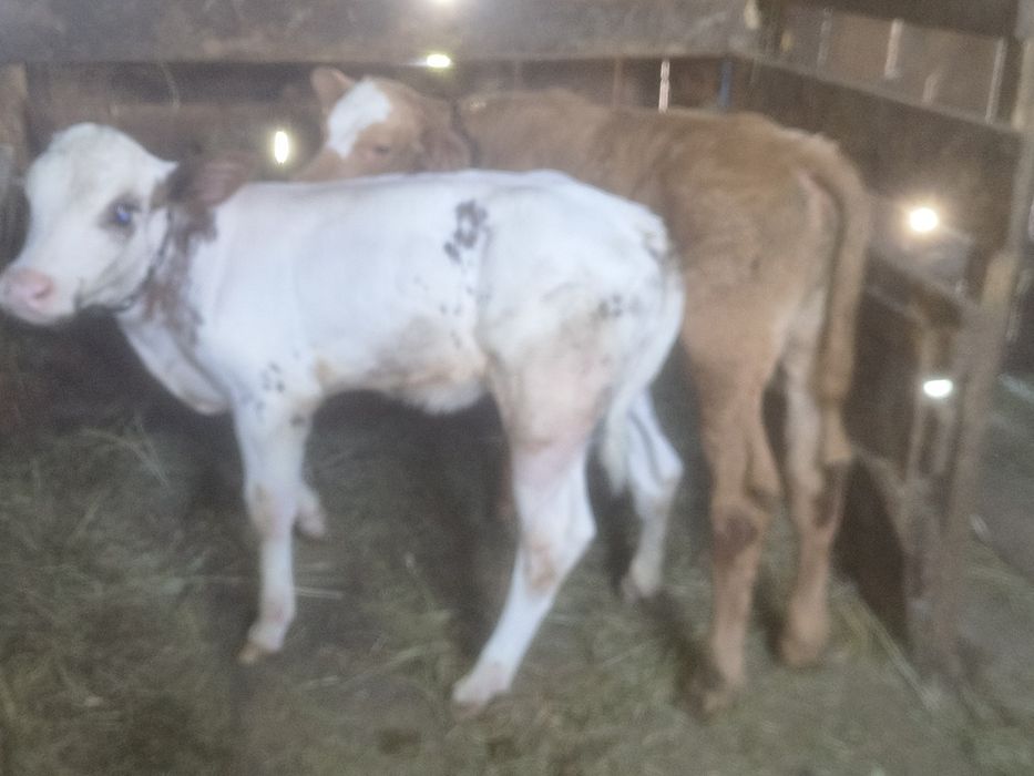 Viței și vițele de vînzare bălțate românești frumoase