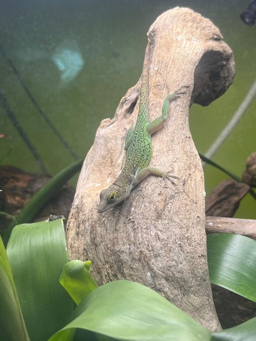 Pereche Anolis leachii (Mascul + Femelă) – Șopârle arboricole de talie mare