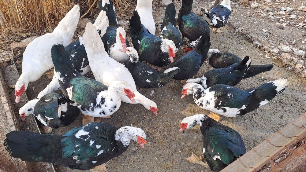 Индигуткалар 18та