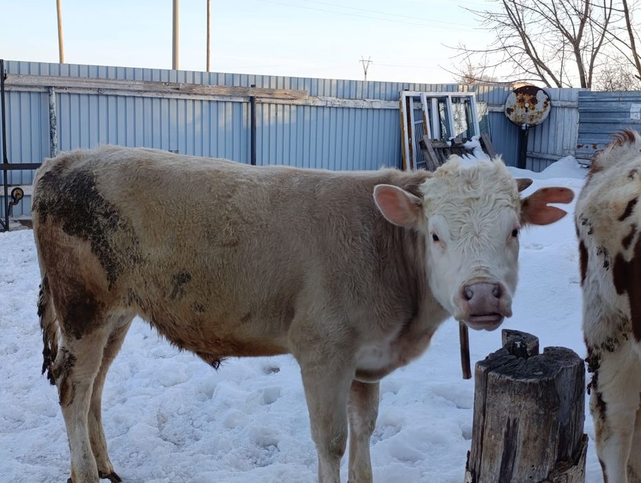 Бұқа сатамын 1,5 жач. Семіз