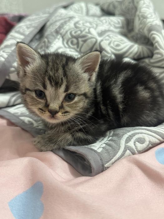 Продам британских котят