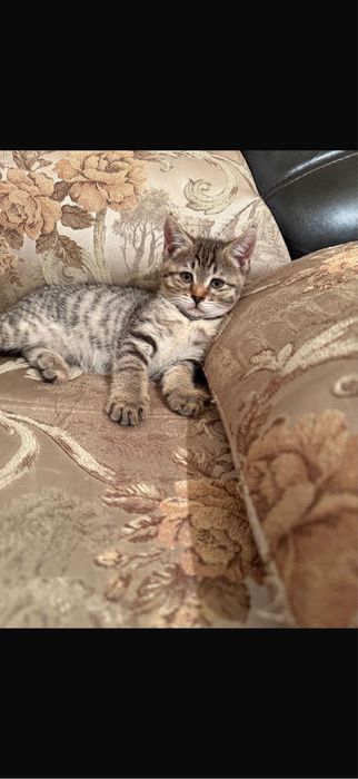 Отдам котят в хорошие руки