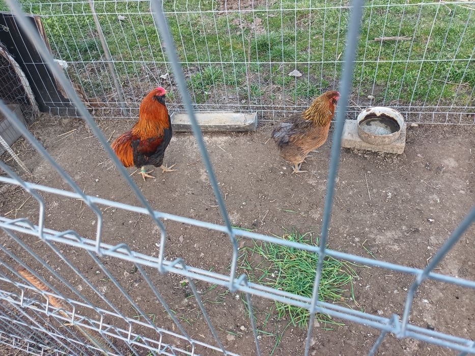 Araucana Silver,Araucana gât  auriu, Appenzeller Wiandotte GSG
