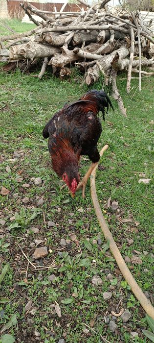 Дакан микс кореец с китайцем