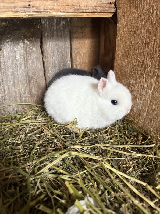 Iepurasi pitic olandez