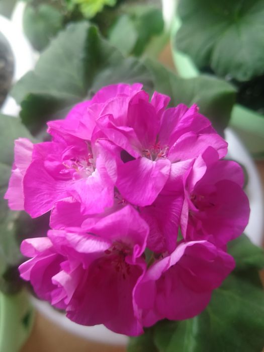 Сортовые пеларгонии.