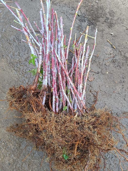 Butasi de: zmeura neagra ,zmeura galbena,zmeura rosie si mur fara spin