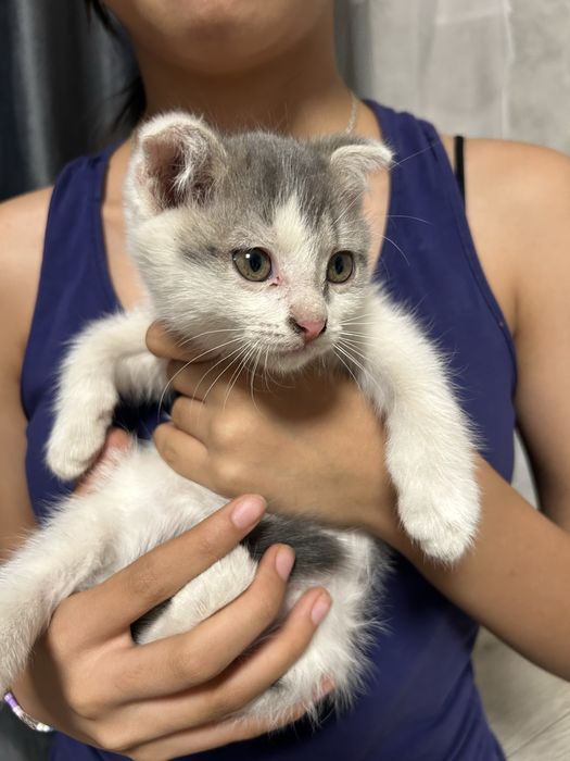 Вислоухие котята