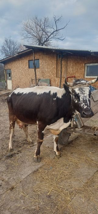 Vand vaca tânara  gestanta cu lapte