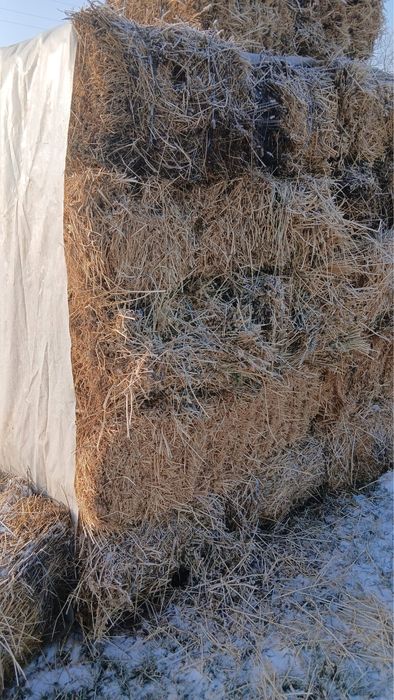 Vând baloti de lucernă