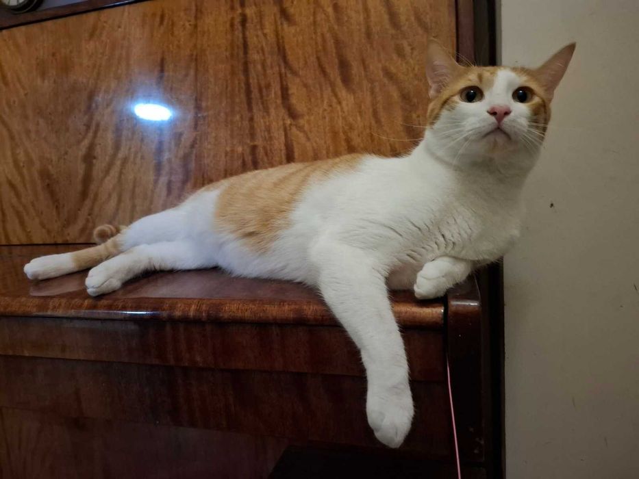 Рижаво коте търси своя дом за винаги