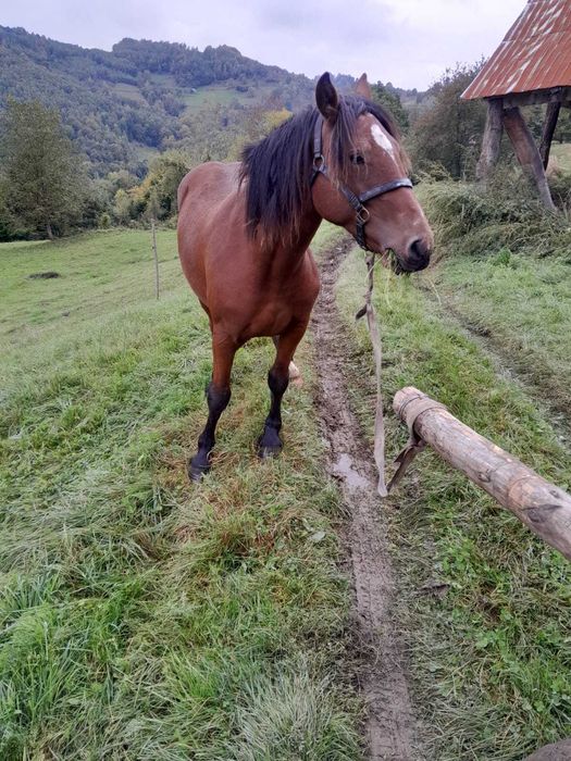 VÂND 2 MÂNZI frumosi