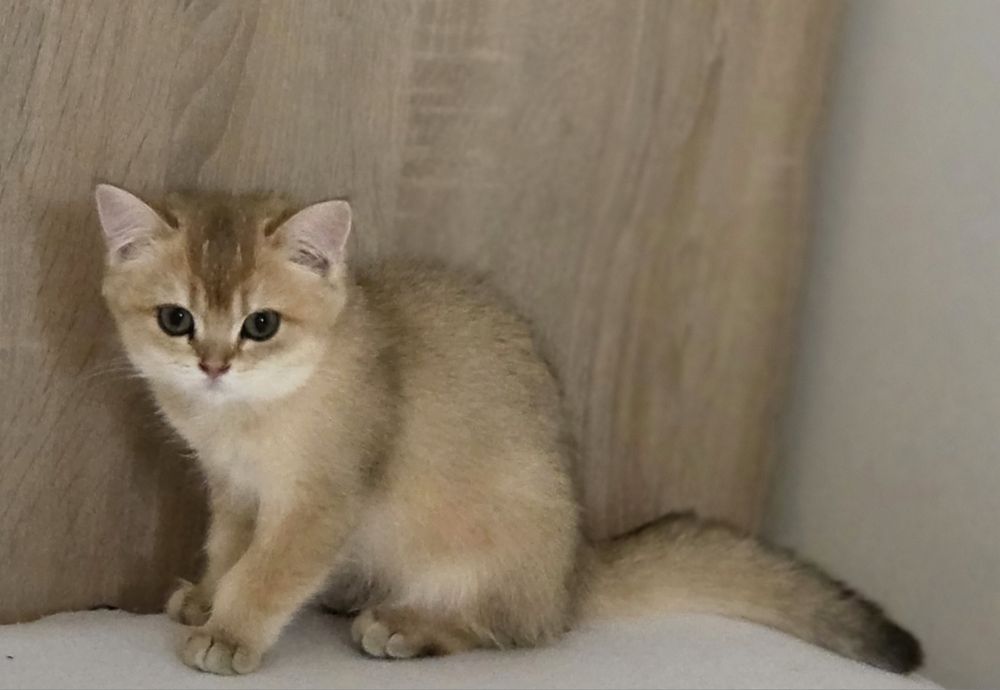 British shorthair băiețel