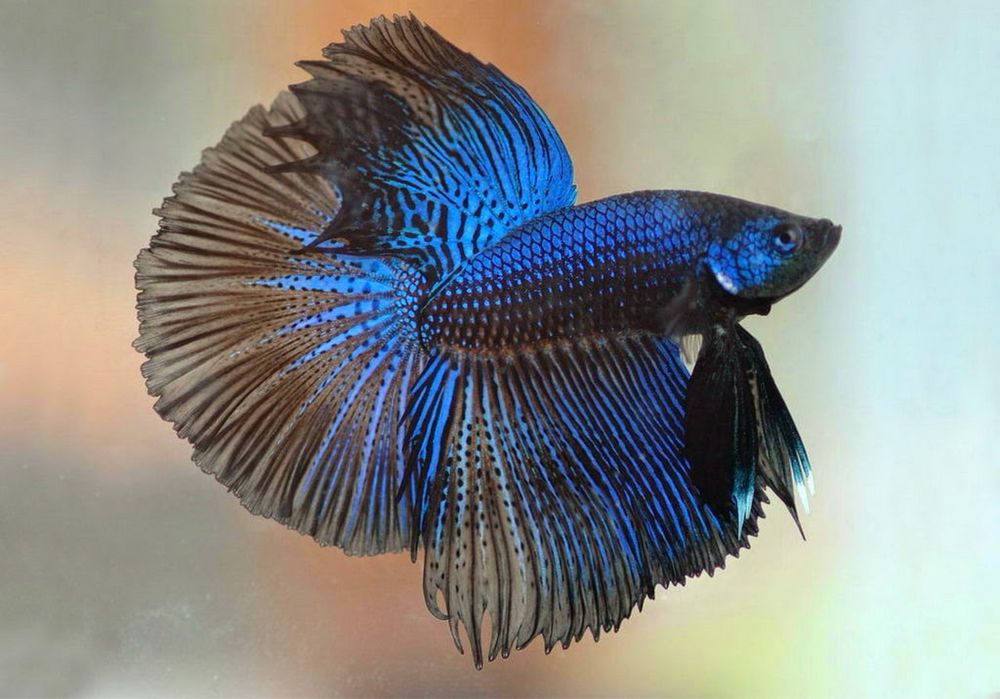 Большие ассортимент рыбков