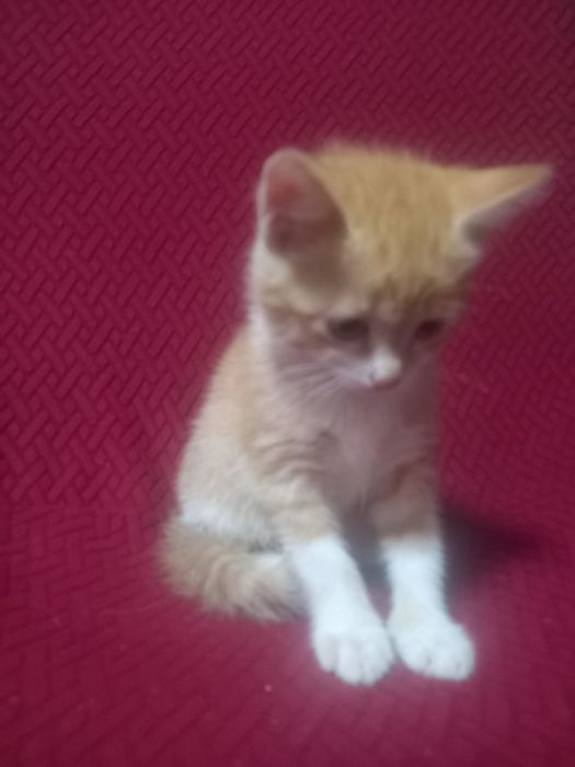Отдам котя в добрые руки
