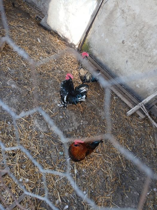 Vand cocosei si gainusi  rasa pitica