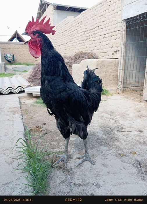 Qora shaxzoda Xoʻroz sotiladi