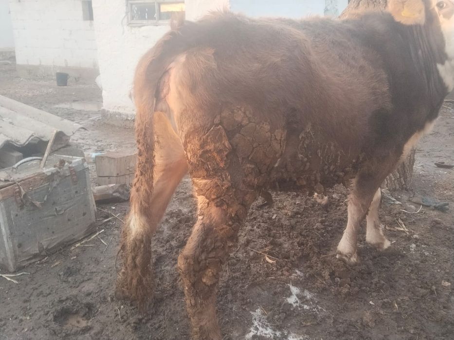 Сиыр сатылады байланған