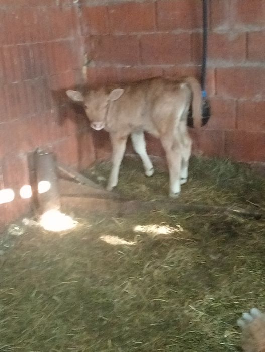 Vând tăurași înțărcați și sugari