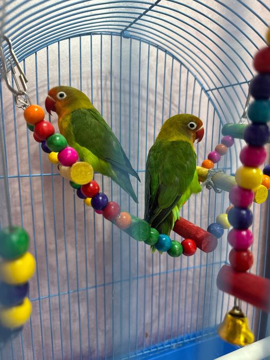 Продам пару попугаев неразлучников