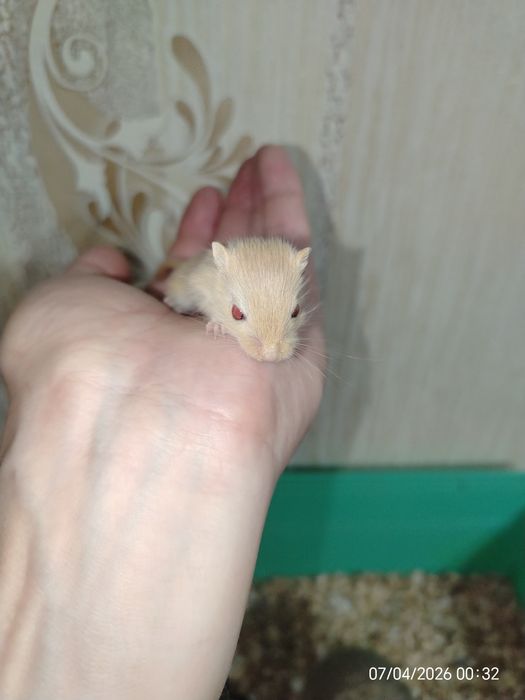 Продам милых песчанок