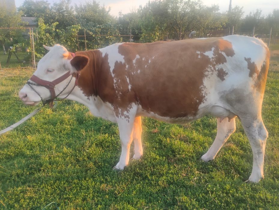 Juninca balțata românească