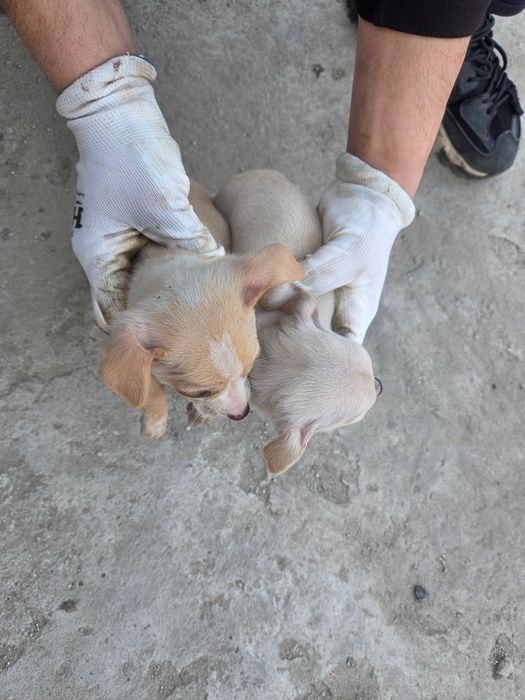 Малки пухкави щастия търсят своя нов дом!