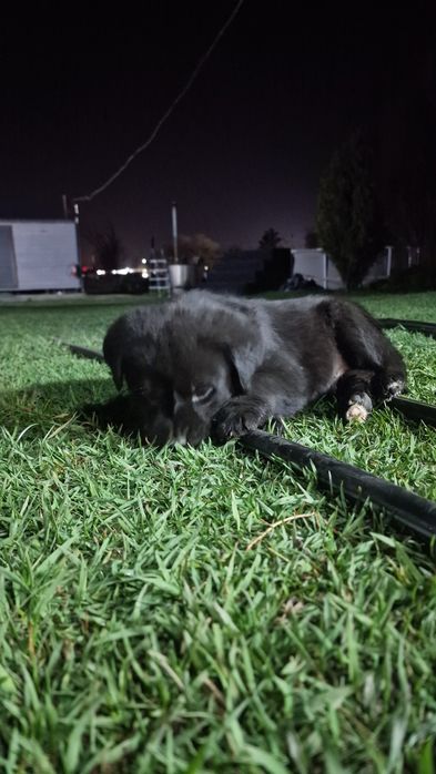 Лабрадорчик кобель