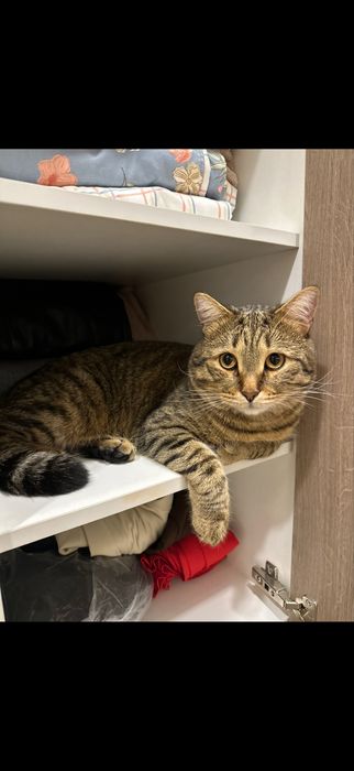 Отдам кота в добрые руки