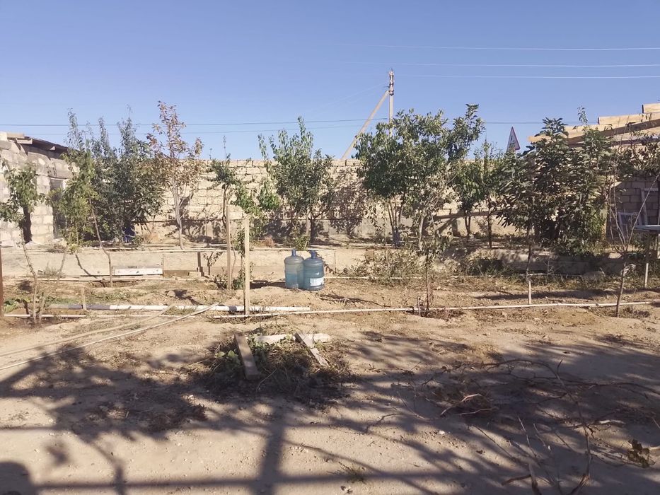 Бау бақша теректер сатылады