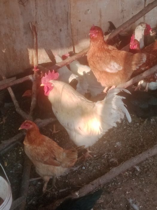 Продам куры продам