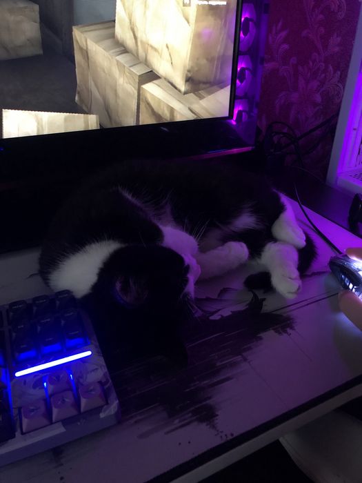 отдам кота в добрые ручки