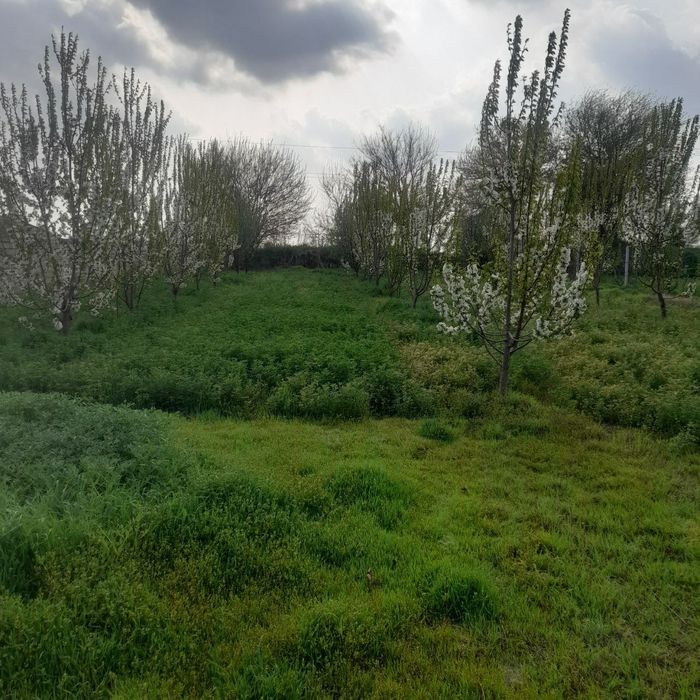 Sirdaryo shaharda uchastka sotiladi 12 sotx