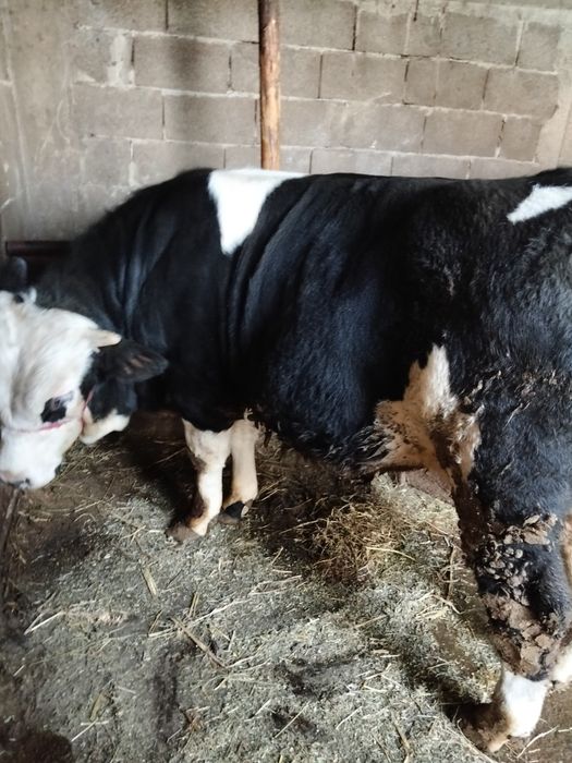 Vând taur bălțat german